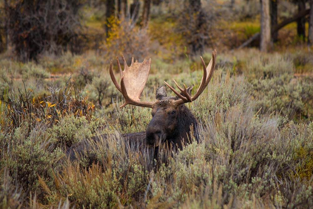 A moose sitting in the brush